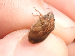 Sphyrocoris obliquus