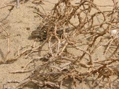 Chioninia spinalis boavistensis