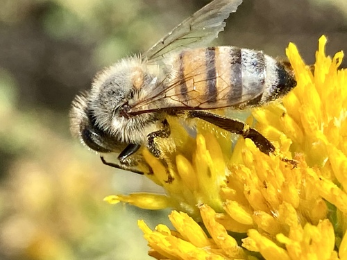 iNaturalist observation photo of Western Honey Bee