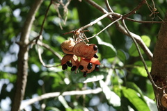 Sterculia parviflora