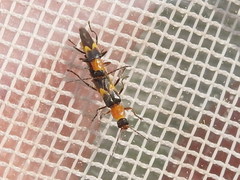 Belotus bicolor