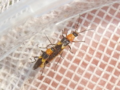 Belotus bicolor