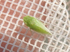 Xerophloea viridis