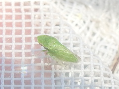 Xerophloea viridis