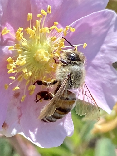 iNaturalist observation photo of Western Honey Bee