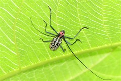 Macrochenus isabellinus