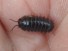 Armadillidium vulgare