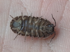 Armadillidium vulgare