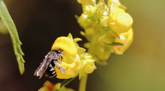 Chalepogenus herbsti