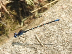 Argia sedula