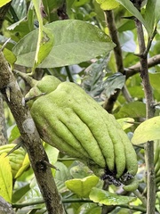 Citrus medica sarcodactylis