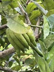 Citrus medica sarcodactylis