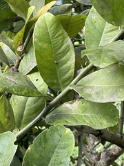 Citrus medica sarcodactylis