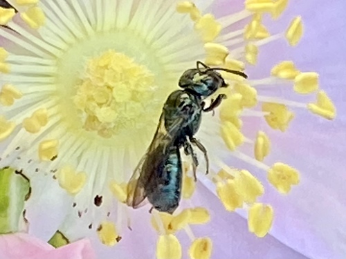iNaturalist observation photo of Zadontomerus