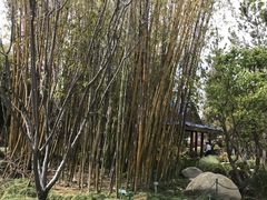 Bambusa oldhamii