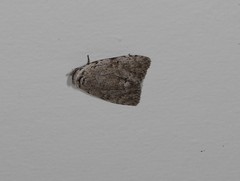 Barasa cymatistis