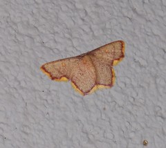 Chrysocraspeda aurimargo