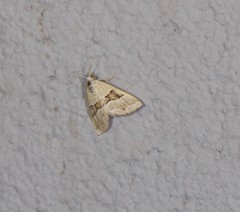 Dichromodes mesotoma