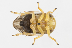 Clastoptera testacea