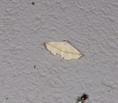 Eublemma perversicolor