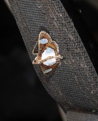 Glyphodes actorionalis