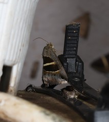Grammodes quaesita