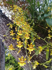 Oncidium sphacelatum