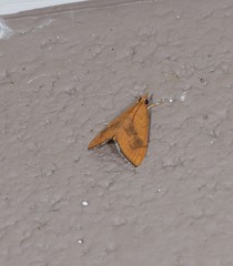 Hyalobathra brevialis