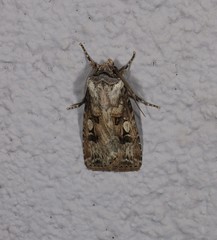 Agrotis interjectionis