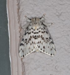 Lymantria pelospila