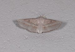 Oenochroma decolorata