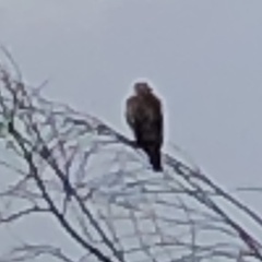 Buteo jamaicensis