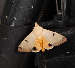 Ophiusa parcemacula