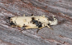 Tonica effractella