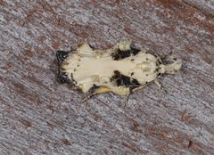 Tonica effractella