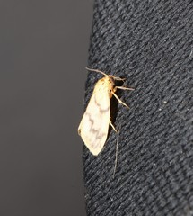 Symmetrodes sciocosma