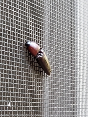 Parallelostethus attenuatus