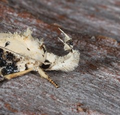 Tonica effractella