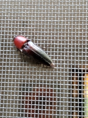 Parallelostethus attenuatus