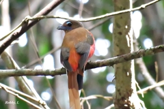 Harpactes duvaucelii