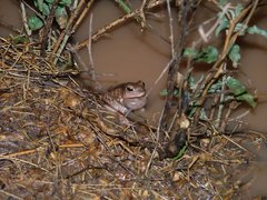 Pleurodema nebulosum