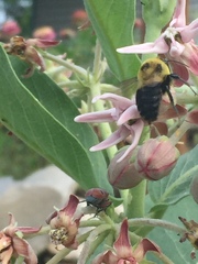 Bombus griseocollis