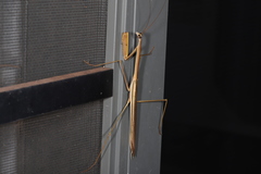 Tenodera blanchardi