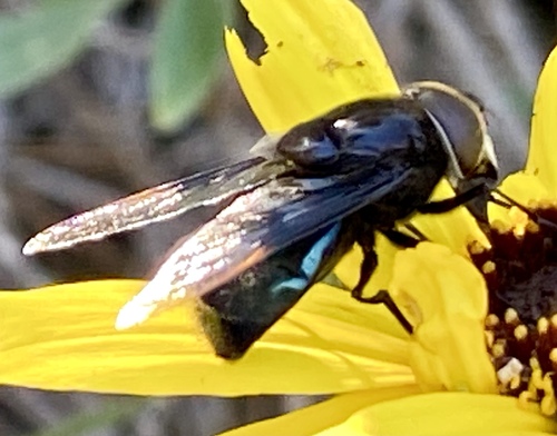 iNaturalist observation photo of Purple Bromeliad Fly