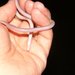 Southern Blind Snake - Photo (c) Guillermo Debandi, some rights reserved (CC BY), uploaded by Guillermo Debandi