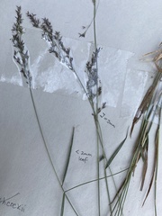 Calamagrostis breweri
