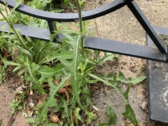 Sonchus arvensis