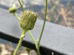 Sonchus arvensis