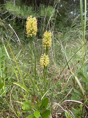 Platanthera × canbyi