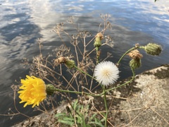 Sonchus arvensis